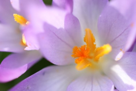 Crocus, 2 March 2014