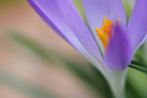 Crocus, cemetery, 2 March 2014