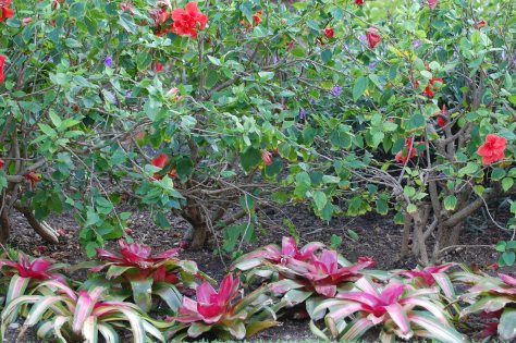 Garden in Nassau. Photographed and copyrighted by Barbara Mattio 2014