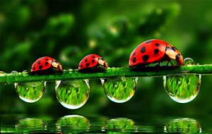 Lady bugs and rain drops