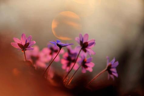 62156_501078033248067_1414866833_n