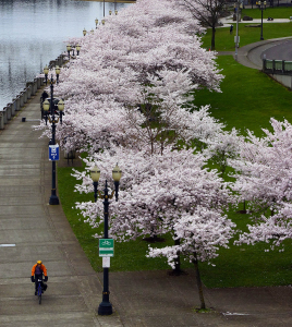Cherry Blossoms in Portland 