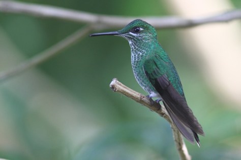 Green-crowned brilliant female, in Costa Rica, 15 March 2014