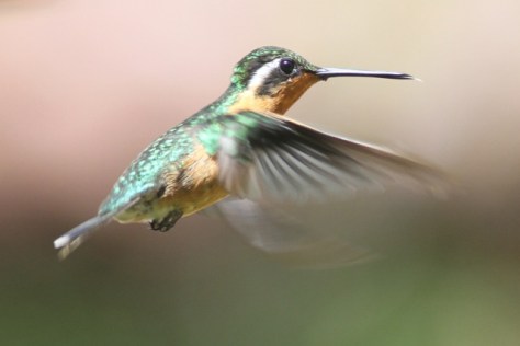 Purple-throated mountaingem hummingbird female, Cinchona, 15 March 2014
