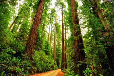 Redwood trees on the West Coast