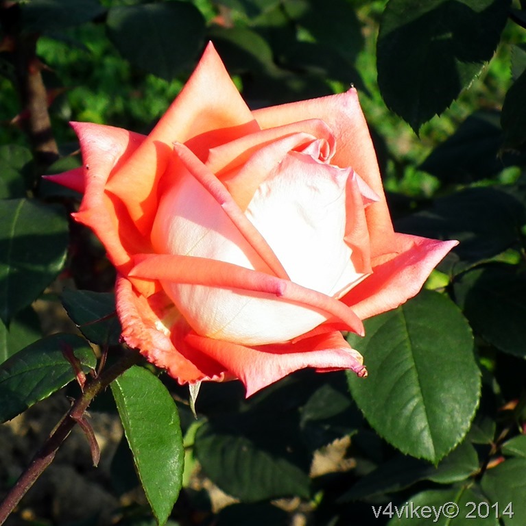 Beautiful Orange Rose Flower