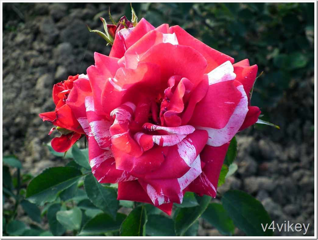 Scentimental Floribunda Rose