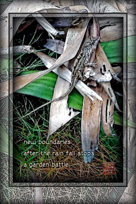 ©14 Garden Battle 3 sml 6x