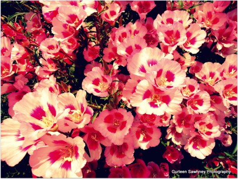 Pretty Pink Flowers.....