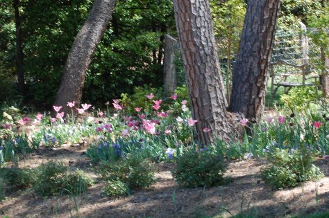 Spring in Asheville North Carolina. Photograph taken and copyrighted by Barbara Mattio 2014
