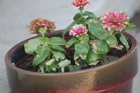 Zinnias. Photograph taken and copyrighted by Barbara Mattio 2014