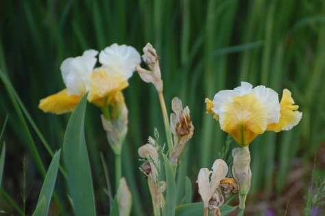 Irises. Photograph taken and copyright by Barbara Mattio 2014