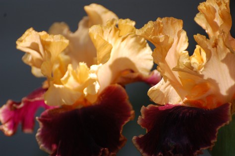 Irises. Photograph taken and copyrighted by Barbara Mattio 2014