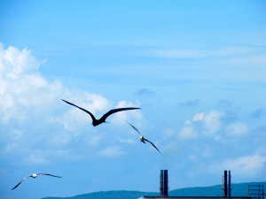 Seabirds, Old Harbour Bay. (My photo)