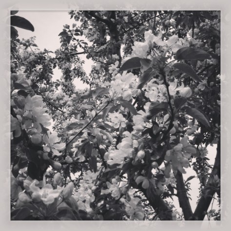 © Colline Kook-Chun, 2014