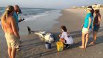 A dolphin was found stranded in the 700 block of Carolina Beach Ave. north early Thursday morning. (Source : WECT)