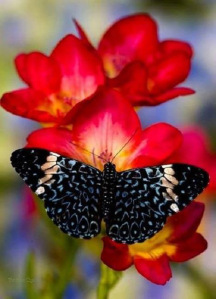 Black butterfly
