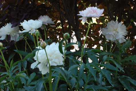 The fragrance of Peonies. Photograph taken and copyrighted by Barbara Mattio 2014