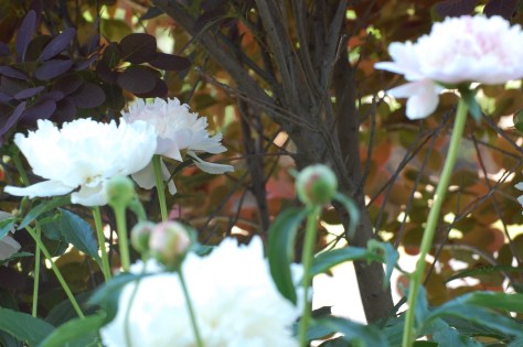 The Peonies with the Smoke Bush in the background. Photograph taken and copyrighted by Barbara Mattio 2014