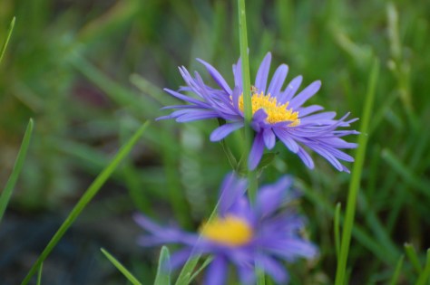 Asters. Photographed and copyrighted by Barbara Mattio 2014