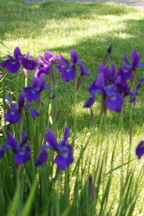 German Irises. Photograph taken and copyrighted by Barbara Mattio 2014