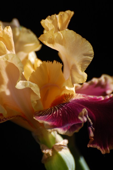 Gold and burgundy Iris  Photograph taken and copyrighted by Barbara Mattio 2014