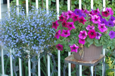 Annual pots. Photographed and copyrighted by Barbara Mattio 2014