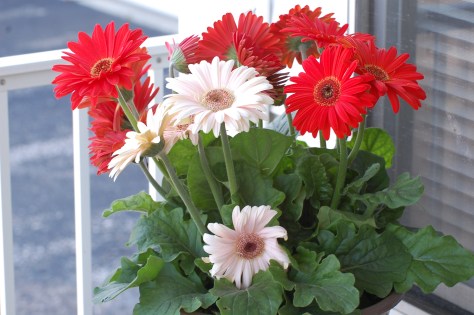 Gerber Daisies. Photographed and copyrighted by Barbara Mattio 2014