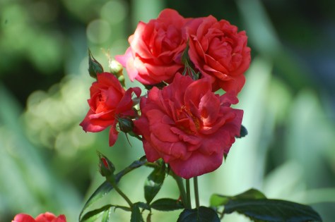 Terracotta rose. Photographed and copyrighted by Barbara Mattio 2014