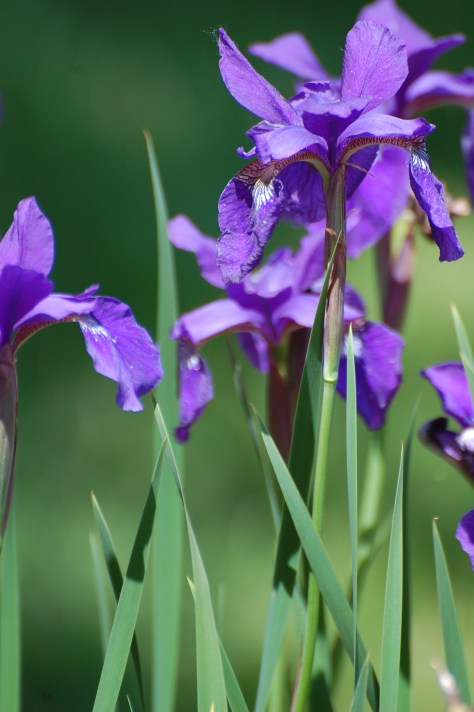 Dwarf Irises. Photograph taken and copyrighted by Barbara Mattio 2014
