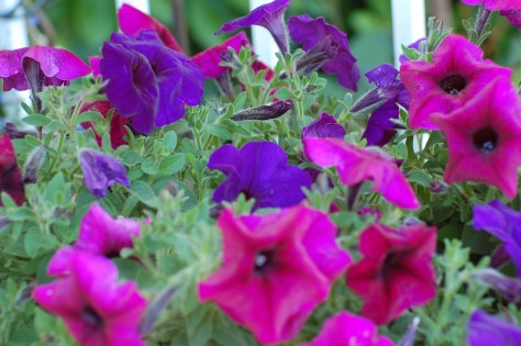 Photographed and copyrighted by Barbara Mattio 2014