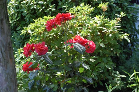 Terracotta rose. Photographed and copyrighted by Barbara Mattio 2014