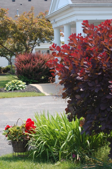 Smoke bush and non stop begonias. Photographed and copyrighted by Barbara Mattio 2014