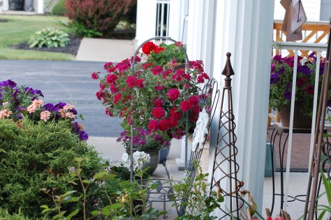 Verbena photographed and copyrighted by Barbara Mattio 2014