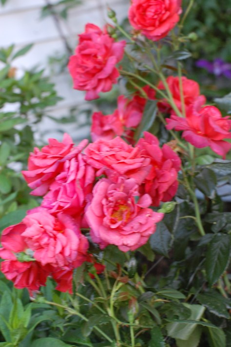 Photographed and copyrighted by Barbara Mattio 2014