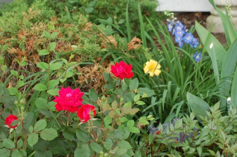 My garden is flourishing. Photographed and copyright by Barbara Mattio 2014