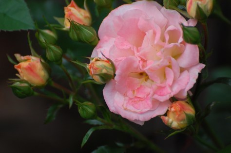 Pink rose. Photographed and copyrighted by Barbara Mattio 2014