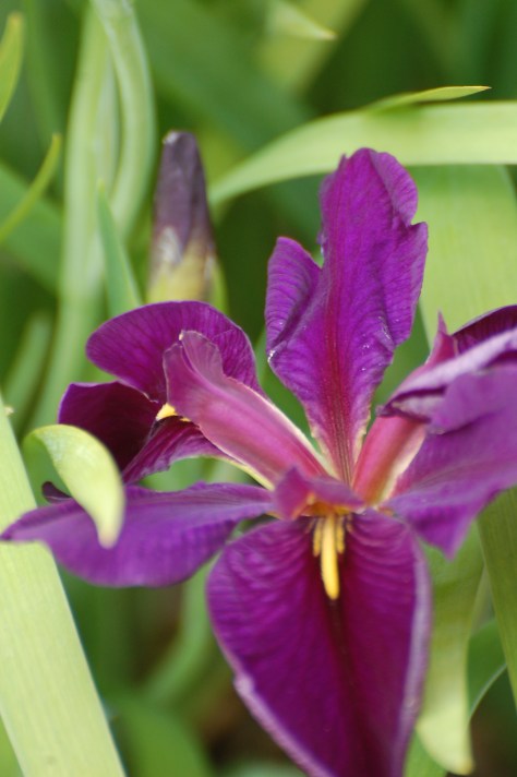 Purple velvet Irises. Photographed and copyrighted by Barbara Mattio 2014