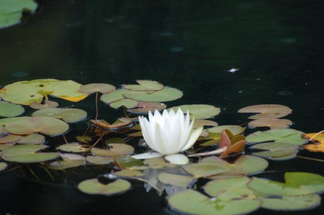 In Memoriam to the passengers of Flight 17 Photographed and copyrighted by Barbara Mattio 2014