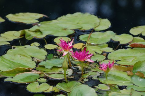 Lotus garden. Photographed and copyrighted by Barbara Mattio 2014