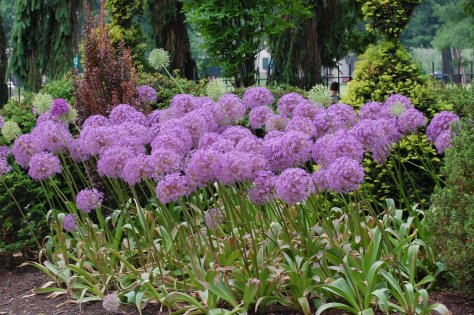 Giant Alum. Photographed and copyrighted by Barbara Mattio 2014
