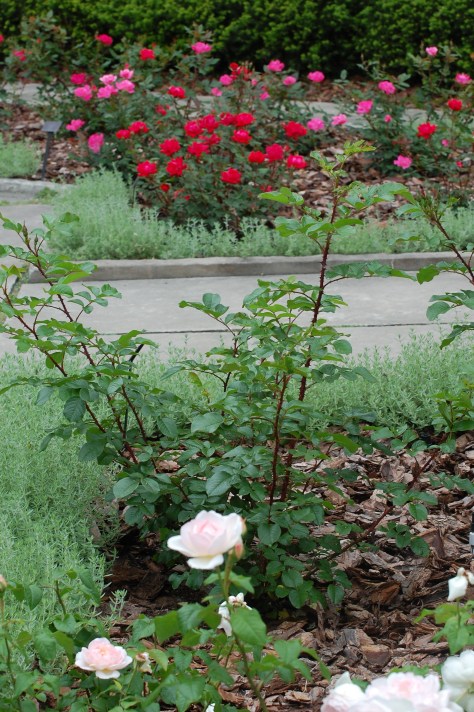 Photographed and copyrighted by Barbara Mattio 2014