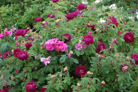 The rose garden. Photographed and copyrighted by Barbara Mattio 2014