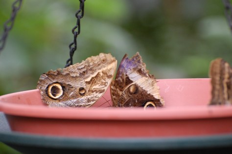 Afternoon snack of fruit peels for butterflies. Photographed and copyrighted by Barbara Mattio 2014