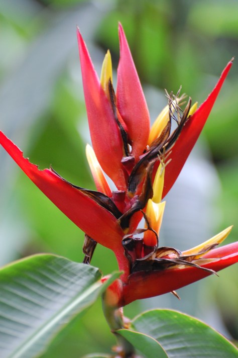 Botanical garden. Photographed and copyrighted by Barbara Mattio 2014