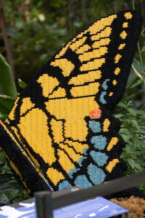 More butterflies. Photographed and copyrighted by Barbara Mattio 2014