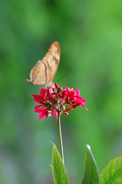 Butterfly. Photographed and copyrighted by Barbara Mattio 2014