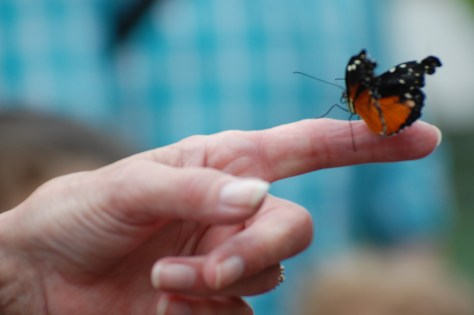 Stopped in for a visit. Photographed and copyrighted by Barbara Mattio 2014