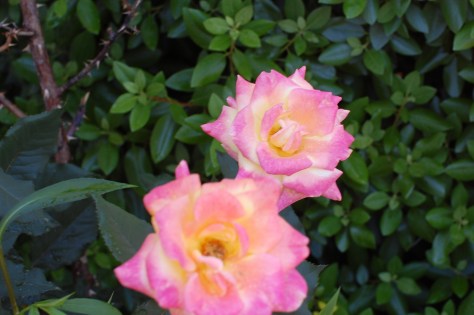 Rio rose photographed and copyrighted by Barbara Mattio 2014