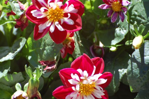 Photographed and copyrighted by Barbara Mattio 2014